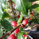 커피체리 이미지