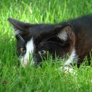 아라동물병원 이미지