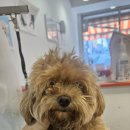 이쁘개왈왈 이미지