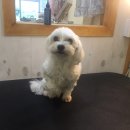 조은애견미용 이미지