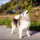 폼스키 분양 폼스몽 강남본점 | 대전강아지분양 아담스펫 폼스키 성견 (feat. 천안, 구미, 울산, 포항)