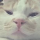 시바냥
