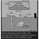 베르누이 방정식을 이해한 천재동물 이미지