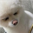 댕댕이 미용살롱 이미지