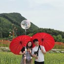 아루보리 | 아루일기 I 원주 양귀비 축제 다녀오기