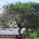 퐁낭거리