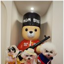 부산애견호텔 강아지유치원 애견미용 맘바이 수영구점 이미지