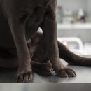봄강아지