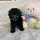 오독안심분양센터 강아지분양 고양이분양 하남점 이미지