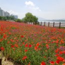 한강시민공원 이미지