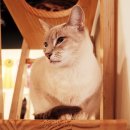 AVC 동물메디컬센터 이미지