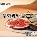 8월 23일(수) 좋은 무화과와 나쁜 무화과 이미지