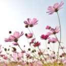 사화체육공원 | 부산 경남 코스모스 많이 피는곳, 사진 명소 찍을만한 곳