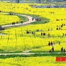 낙동강관리본부 대저생태공원 6 이미지