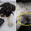 펫하우스 동물병원 이미지