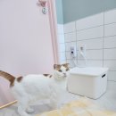 잔다냥 천안점 이미지