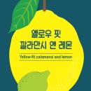 레몬디자인