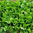 토실토실 2농장 이미지