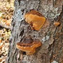 황금버섯 이미지