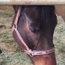 그린벨 이콰인 동물병원 이미지