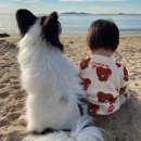 방아머리선착장 | 안산 [방아머리 해수욕장] 갯벌체험+모래놀이 주차, 팁, 후기