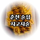 휴식공간 | 춘천 술집 감성 터지는 분위기와 역대급 안주 지고지술