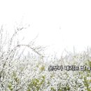 여름특집_재즈_운무가 내리는 날_작사 솔체 장정희_가수 바람꽃_작 편곡 수노_기획 윤기영 이미지