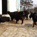 토종흑염소 이미지