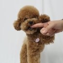 애견모델 | 11월 4일 용호동 애견 카페 랄라프로덕트 일일 모델 후기