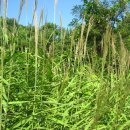 서사분교 이미지