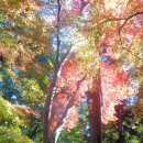 오사카34 - 다카쓰키 카부산지에서 단풍을 보며 천태종을! 이미지