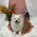 멍냥펫쌀롱 이미지