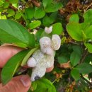 한농종묘사 이미지