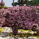 함평 엑스포공원 국향대전 이미지