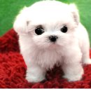 강이랑아지랑 이미지