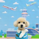 구미산동 애견미용 눈부시개 이미지