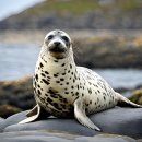 점박이 농장 이미지