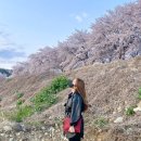 한정리 | [ 대구 근교 달성군 벚꽃 명소 달창지 벚꽃축제 다녀온 후기 🌸 주차·개화상황]