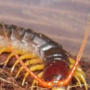 마이차우 이미지