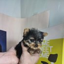 강아지분양 애견입양 아이러브독 인천점 이미지