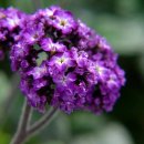 9월 25일의 꽃은 '헬리오트로프 (Common heliotrope)' 이미지