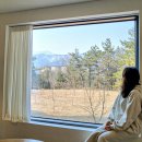 옐로우송버드 이미지