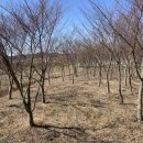 은행나무 경로당 이미지