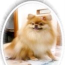 라라(Lara) 동물병원 이미지