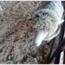 가진활어회센터 이미지