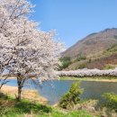 (마감) 2026년 3월28일(토) ~ 29일(일) 1박2일 지리산둘레길 걷기, 뱀사골, 섬진강 벗꽃 100리길 여행 이미지