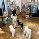 아이멍 | 용인 수지 애견카페 큐티멍 후기 | 아이가 강아지를 너무 좋아해서 다녀온 힐링 플레이스