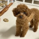 개미애견미용실 이미지