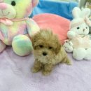 강아지분양 마이댕냥 일산점 이미지