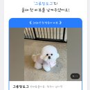 그루밍도그 이미지
